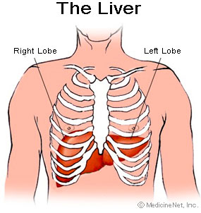 liver