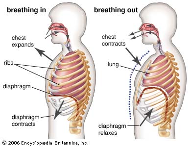 sports-training-diaphragm-breathing1