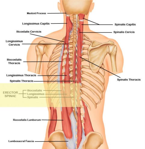 Erector-Spinae-copy