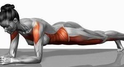 the muscles used when planking