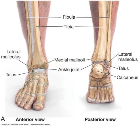 ankle_joint1312163293503