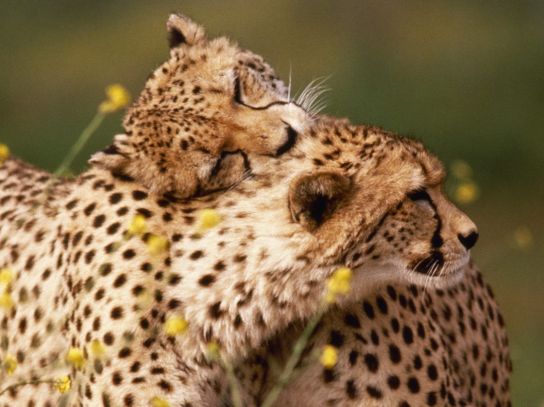 cheetahs-hugging